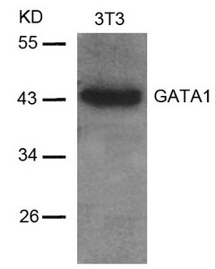 GATA1 (Ab-142) Antibody