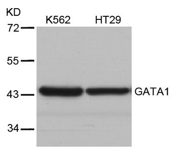 GATA1 Antibody