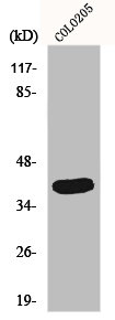 GATA1 Antibody