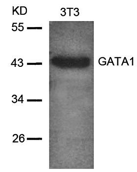 GATA1 (Ab42) Antibody