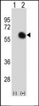 GATA2 antibody