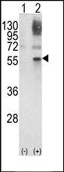 GATA2 antibody