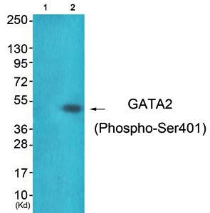 GATA2 (phospho-Ser401) antibody