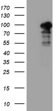 GATA3 Antibody