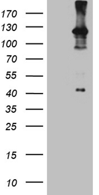 GATA3 Antibody