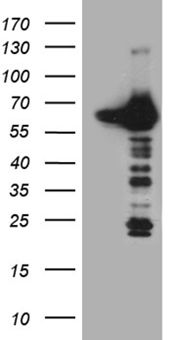 GATA3 Antibody