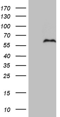 GATA3 Antibody
