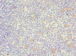 GATA3 Antibody