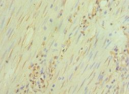 GATA3 Antibody