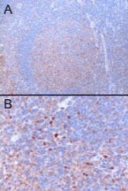 Goat anti-GATA3 Antibody