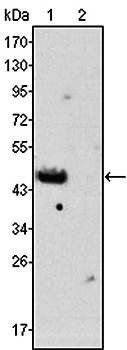 GATA4 Antibody