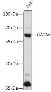 GATA6 antibody