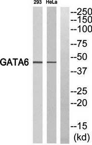 GATA6 Antibody