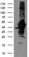 GBA3 Antibody