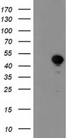 GBA3 Antibody