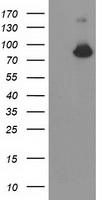 GBA3 Antibody