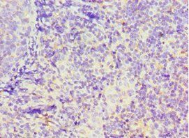 GBP1 Antibody