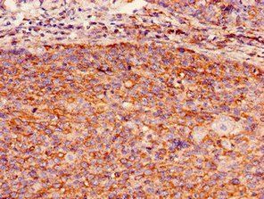 GBP2 Antibody