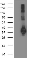 GBP5 Antibody