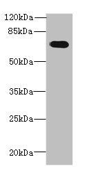 GBP5 antibody