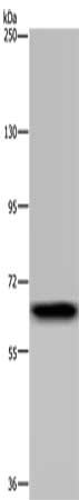 GBP5 Antibody