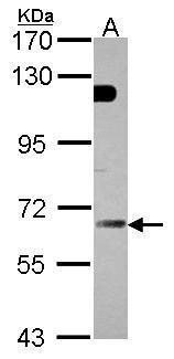 basic leucine zipper and W2 domains 2 Antibody