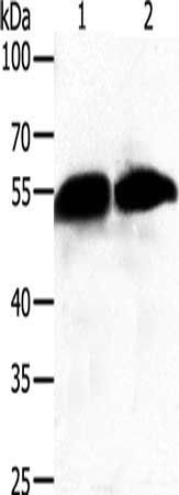 GC antibody