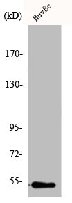 GC antibody