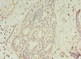 GCC1 Antibody