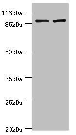 GCC1 antibody