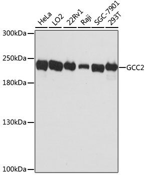 GCC2 antibody