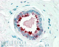 Goat anti-GCDFP15 / PIP Antibody