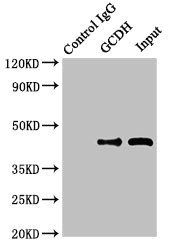 GCDH Antibody
