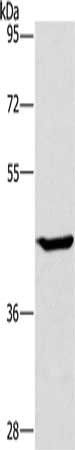 GCK Antibody