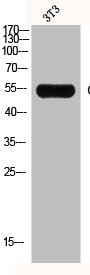 GCK Antibody