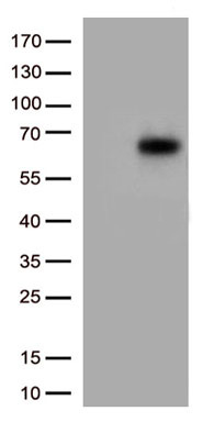 GCM1 Antibody