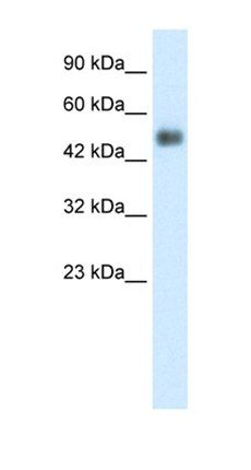 GCM1 antibody