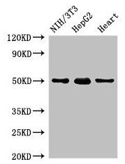 GCM2 antibody