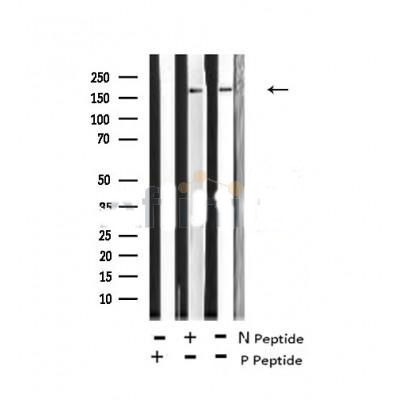 GCN2 (Phospho-Thr899) antibody