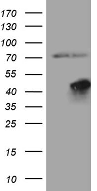 NR6A1 Antibody