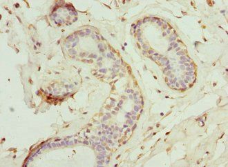 GCNT2 Antibody