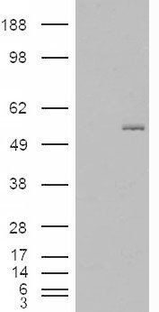 Goat anti-C2GnT-M (aa 410 to 422) Antibody
