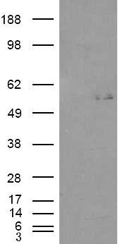 GCNT3 antibody