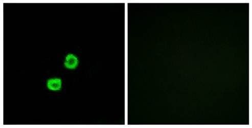 GCNT7 Antibody
