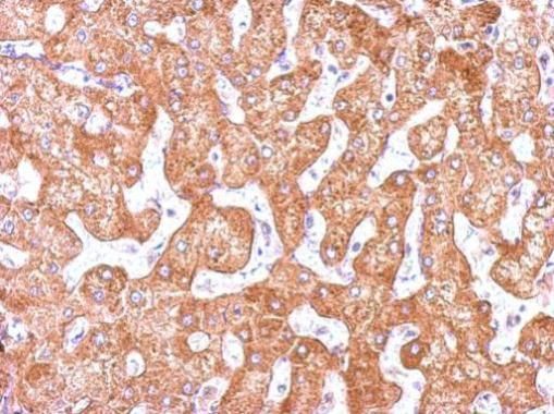 GCP2 antibody [N1N2], N-term