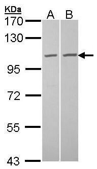 GCP2 antibody