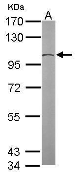 GCP2 antibody