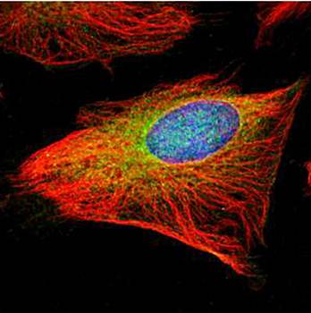 GCP2 Rabbit Polyclonal Antibody