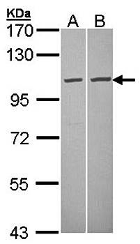 GCP2 Rabbit Polyclonal Antibody