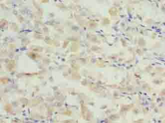 GCSAML antibody